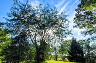 The Little Issues Publication #437 – Life, laughter, and plenty of nice meals!