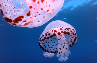 Google Expands Veo AI Video Generator To Cloud Clients