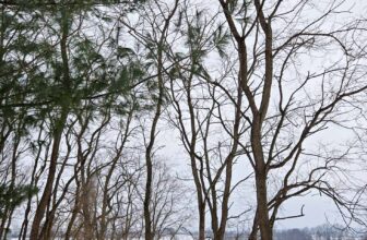 The Little Issues Publication #453 – Life, laughter, and many nice meals!