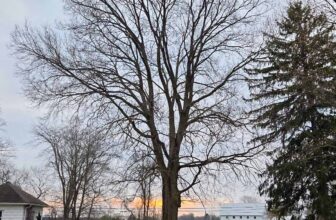 The Little Issues E-newsletter #462 – Life, laughter, and plenty of nice meals!